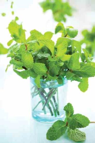 Culinary Herbs with Health Benefits